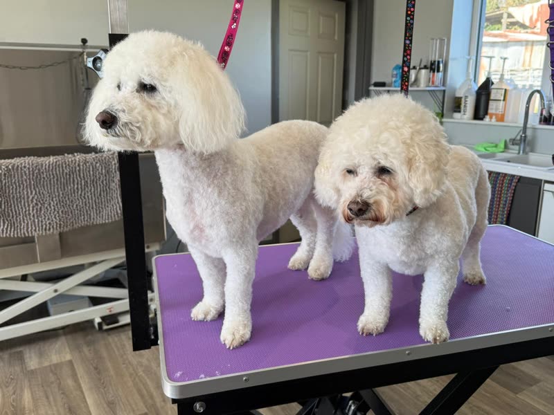 Two freshly groomed cream poodles standing together on a purple hydraulic grooming table in the salon
