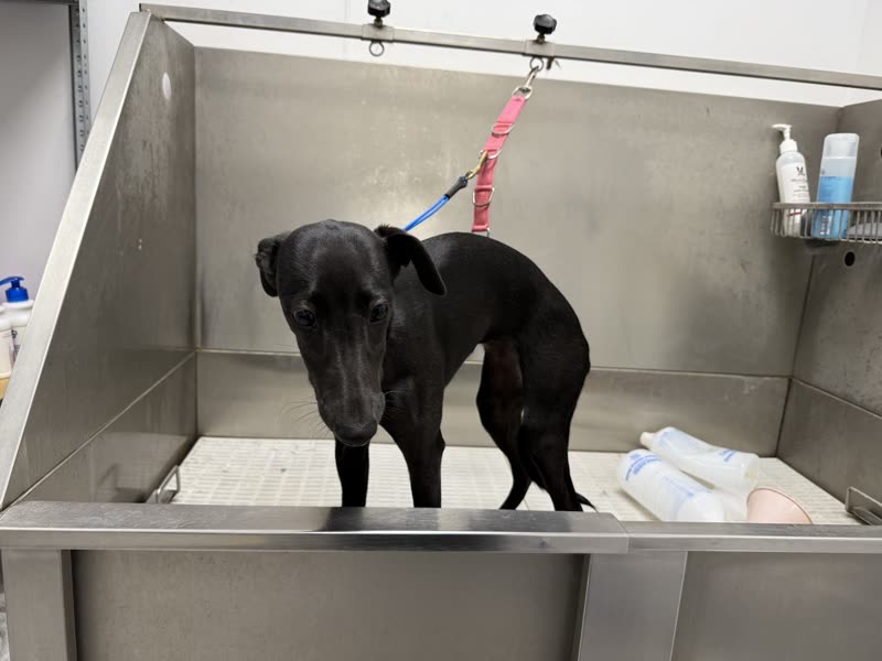 A black greyhound standing in the stainless steel grooming bath, tethered to an overhead lead