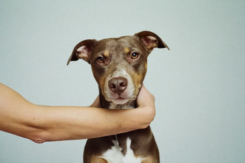 A calm dog being handled during a groom
