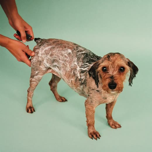 A dog being shampooed during a bath