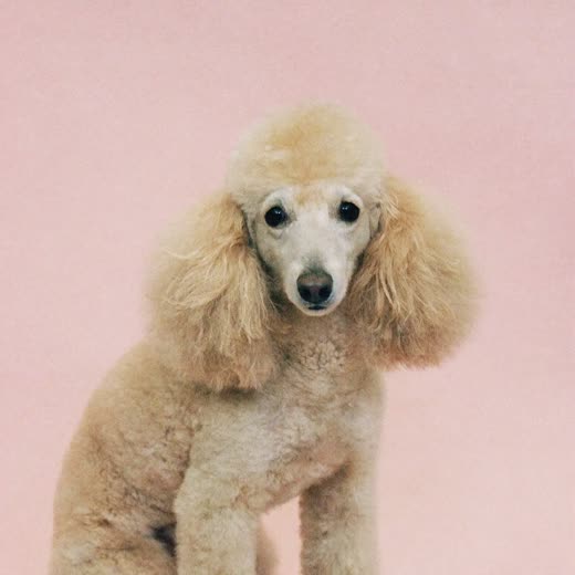 A cream poodle with a freshly trimmed coat