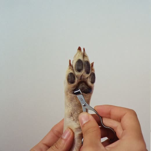 A dog's paw having its nails trimmed