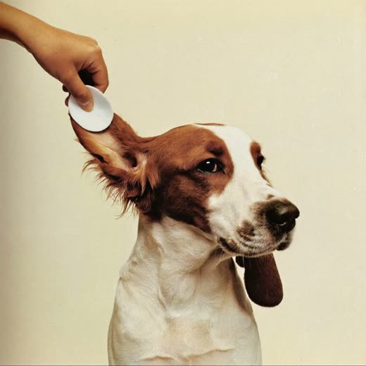 A spaniel having its ear cleaned