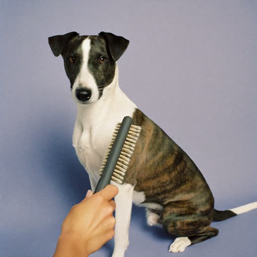 A dog being brushed during a de-shedding groom